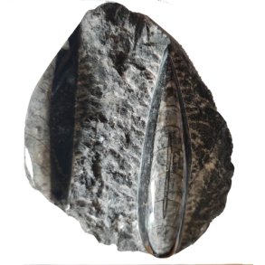 Orthocera fossil plade