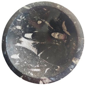 Orthocera Fossil skl