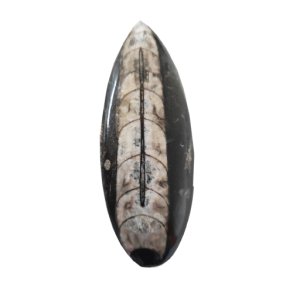 Orthocera fossil plade 11-16 cm
