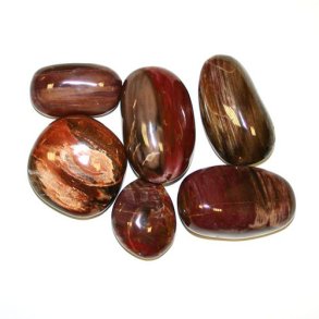 Forstenet tr fra Madagascar