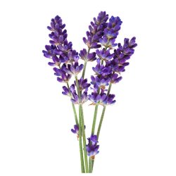 Lavendelblomstbltrret