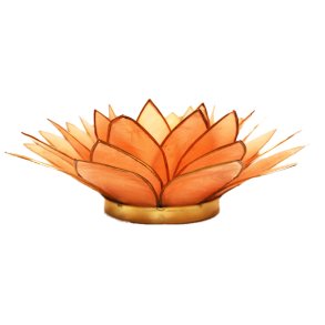 Lotusblomst Peach XL