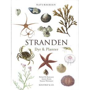 Stranden  Dyr og planter